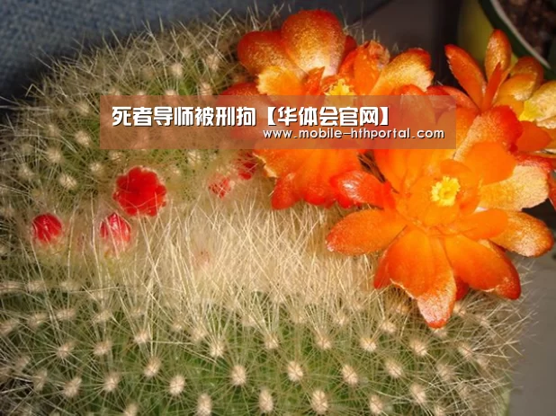 华体会下载